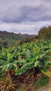 plantacja bananów